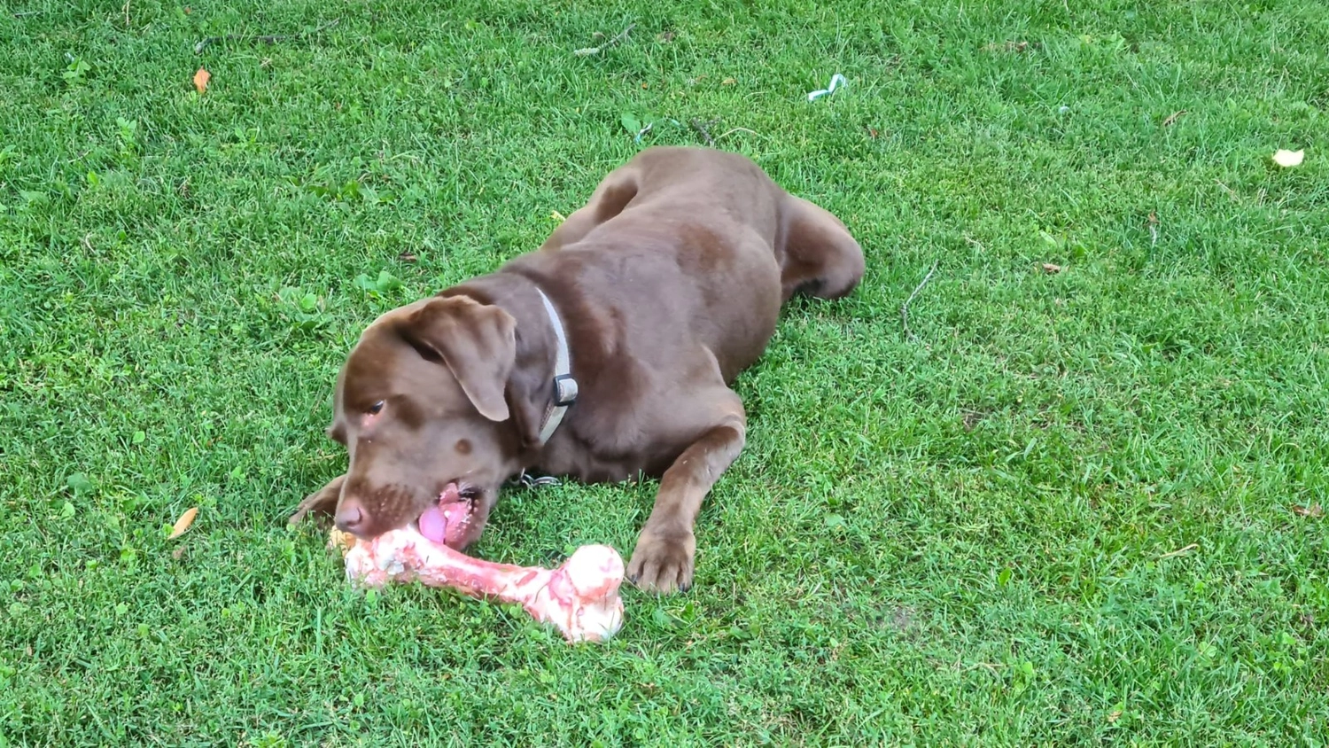 B.a.r.f. auf die Kralle — Hundefutter, Katzenfutter — Cottbus — Tiernahrung